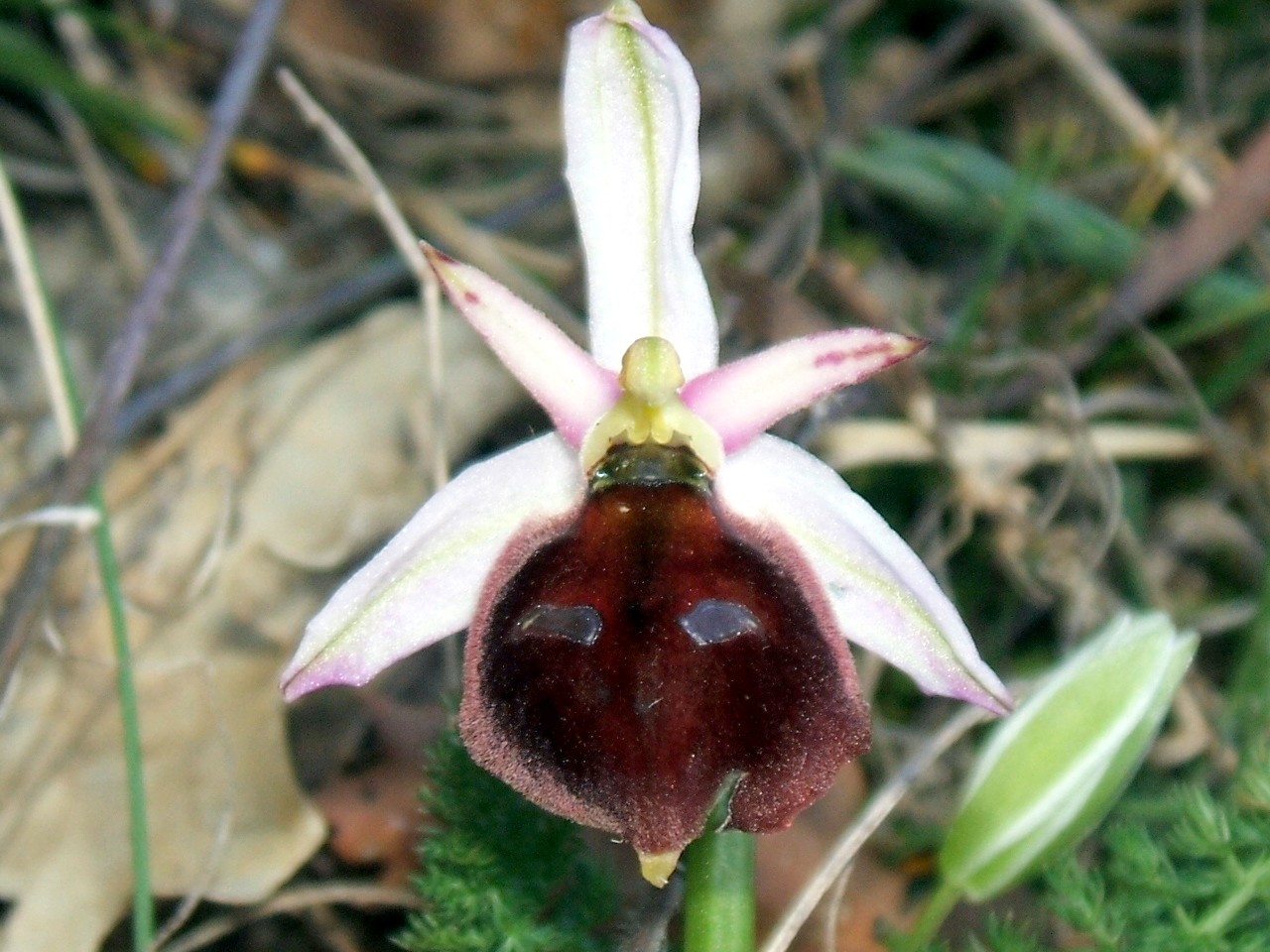 orchidee del gargano